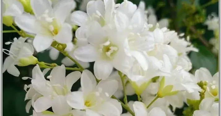 Porana volubilis