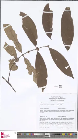 Willow-leaved litsea