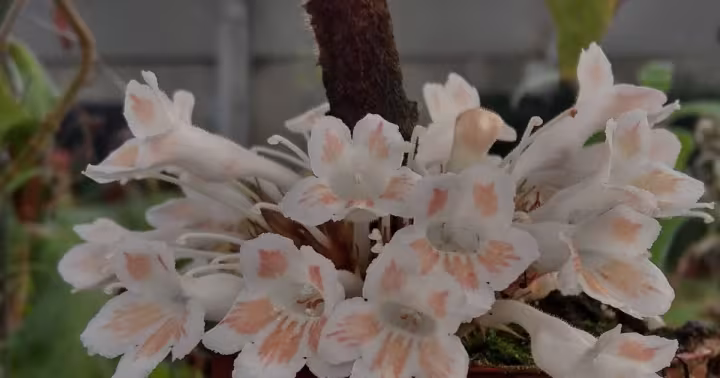 Cyrtandra splendens