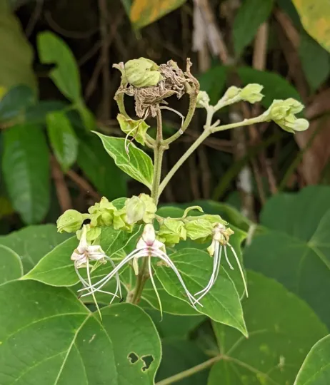 Clerodendrum villosum