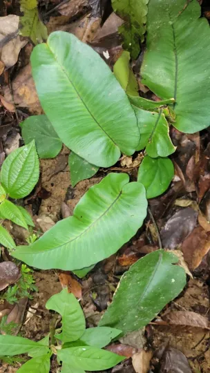 Diplazium cordifolium