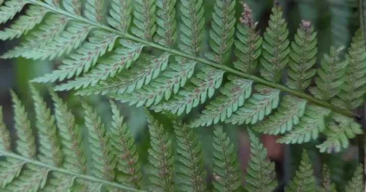 Diplazium speciosum