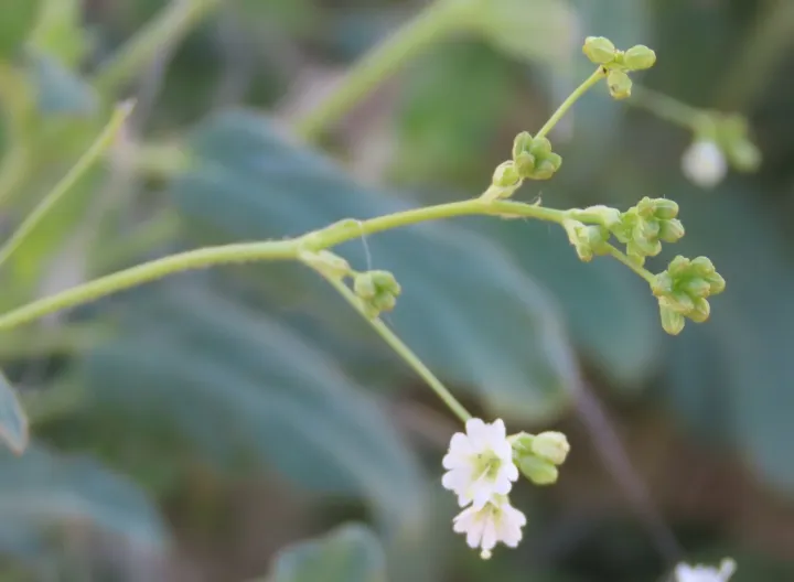 Boerhavia deserticola