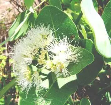 Сизигіум оварієнсе