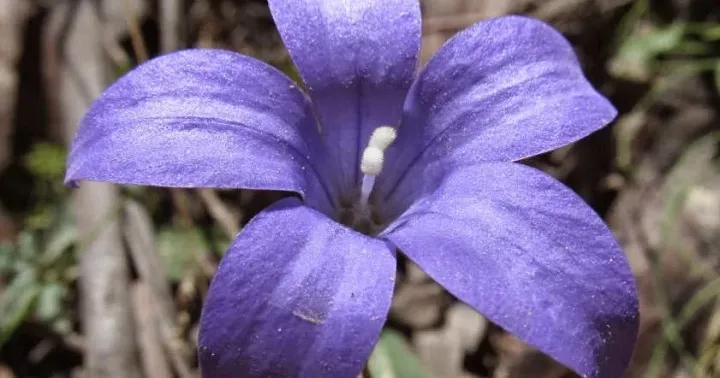 Wahlenbergia gloriosa