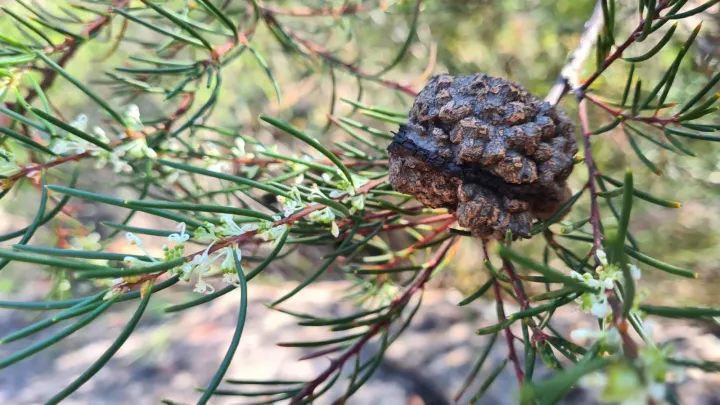 Hakea propinqua