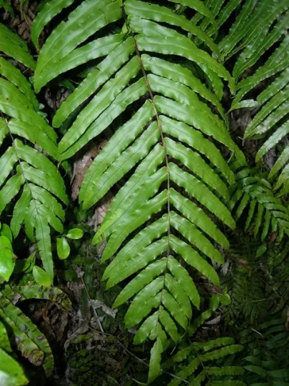 Blechnum novae-zelandiae