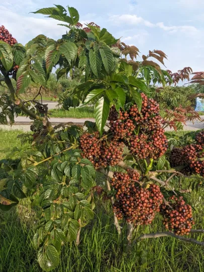 Leea guineensis