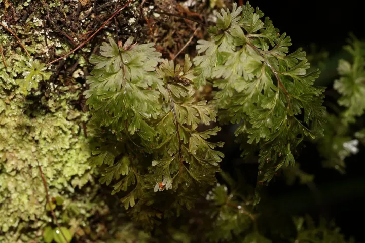 Hymenophyllum demissum