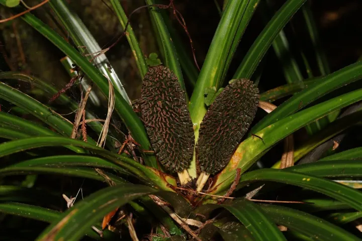 Freycinetia banksii