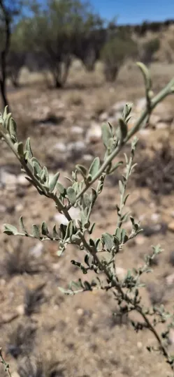 Desert goosefoot