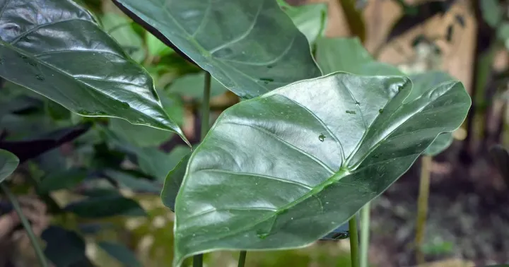 Alocasia wentii