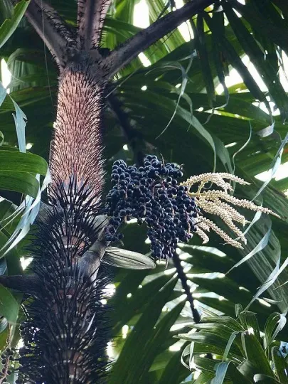 Oncosperma fasciculatum