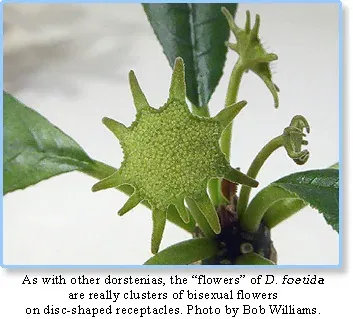 Dorstenia indica