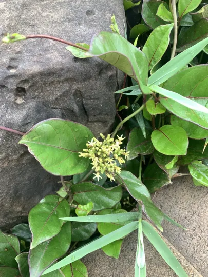 Parsonsia alboflavescens