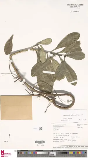Euphorbia ridleyi