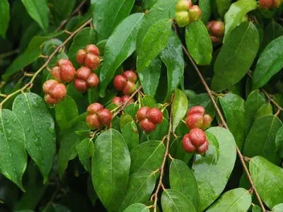Cleistanthus sumatranus
