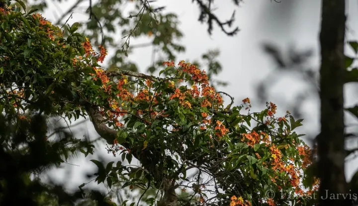 Phanera integrifolia