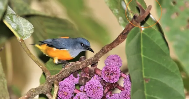 Poikilospermum amoenum