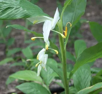 Globba panicoides
