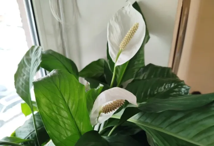 Spathiphyllum patinii