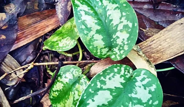 Scindapsus beccarii