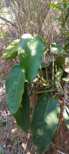 Giant pothos