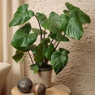 Homalomena griffithii