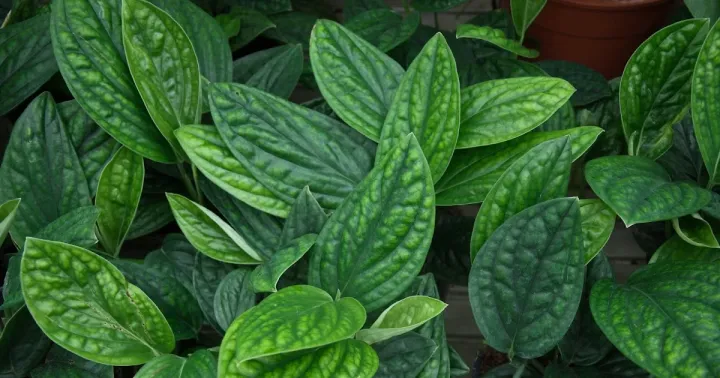 Scindapsus haenkei