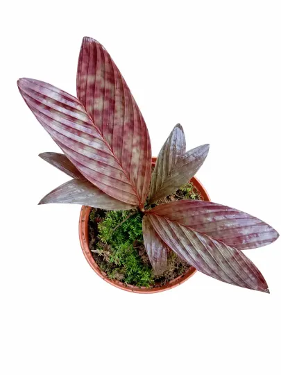 Pinanga veitchii
