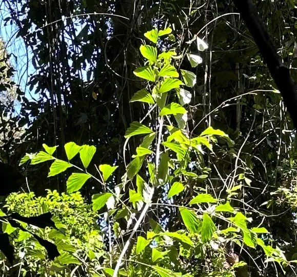 Корталсія жорстка