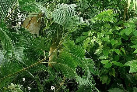 Calamus ciliaris
