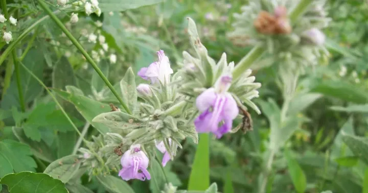 Nepeta hindostana