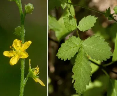 Woodland agrimony