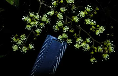 Peltogyne floribunda