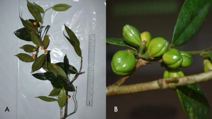Monoon oblongifolium