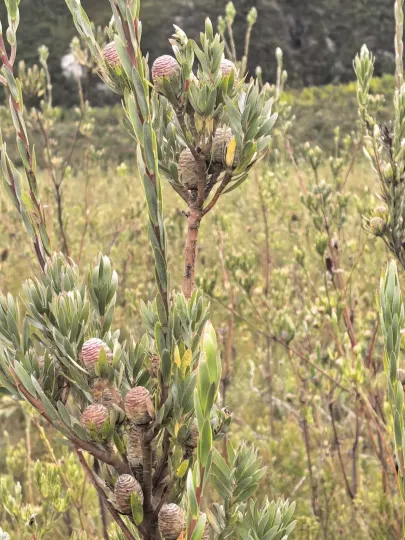 Leucadendron uliginosum x discolor