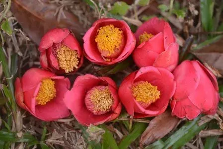 Camellia semiserrata