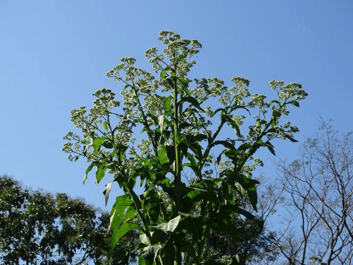 Verbesina turbacensis