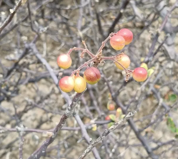Bursera hindsiana