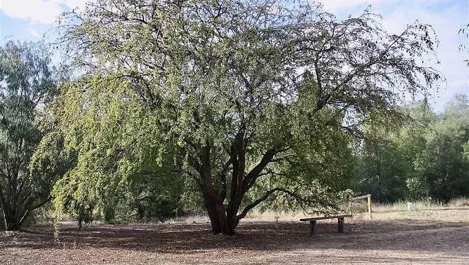 Lysiphyllum carronii