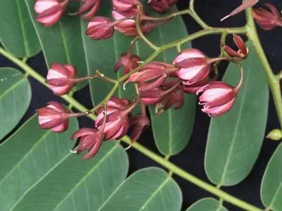 Zenia insignis
