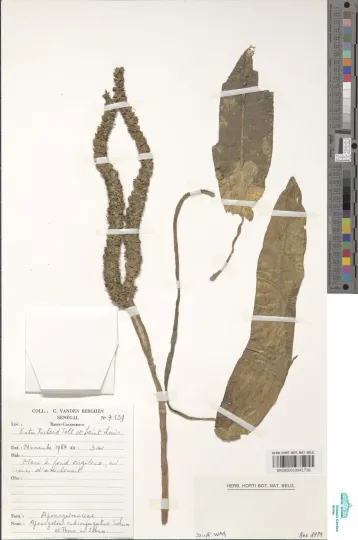 Aponogeton subconjugatus