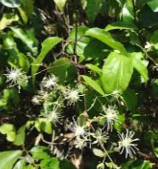 Clematis simensis