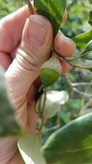 Sapotifolia oak