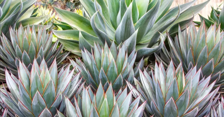 Agave hybrids
