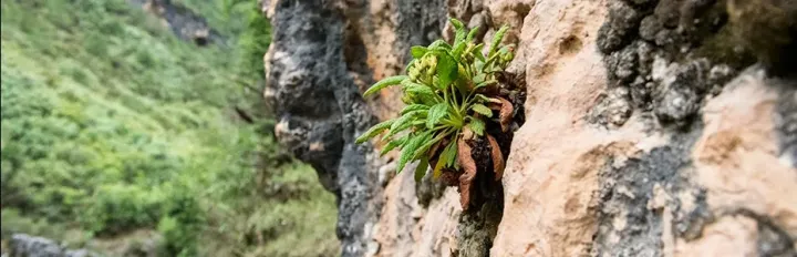 Bullata primrose