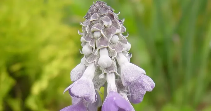 Primula flaccida