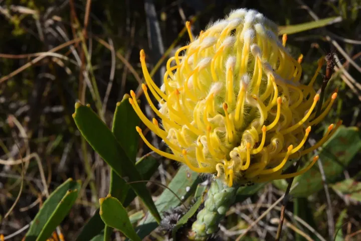 Wedge-leaf pincushion