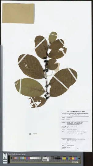 Bridelia ovata